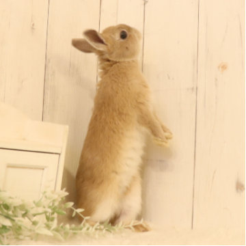 animal_image