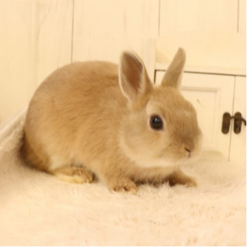 animal_image