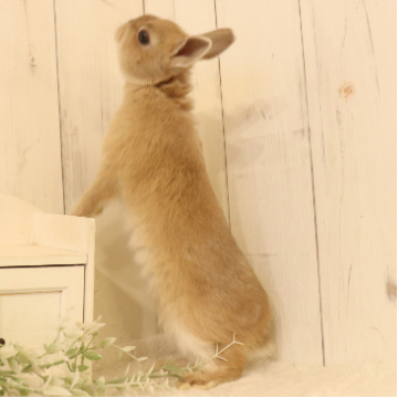 animal_image