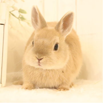 animal_image