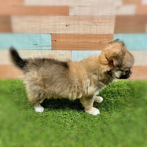 animal_image