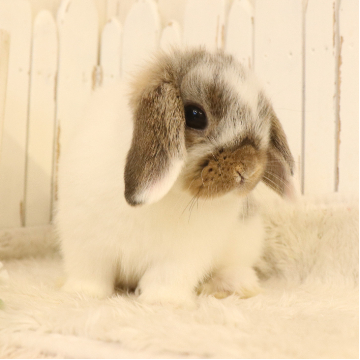 animal_image