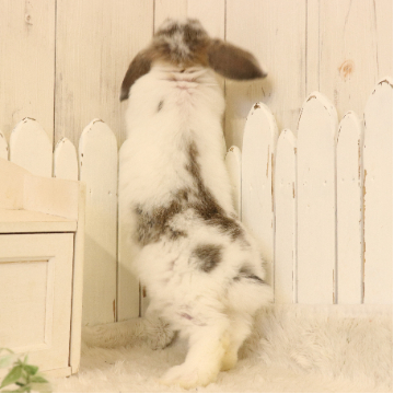 animal_image