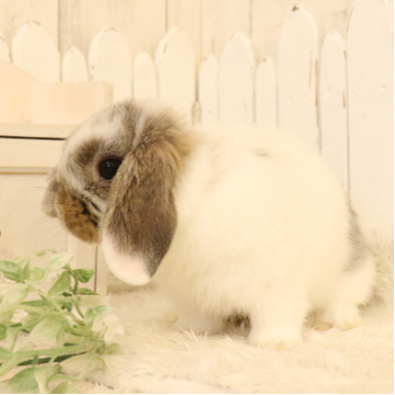 animal_image