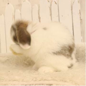 animal_image