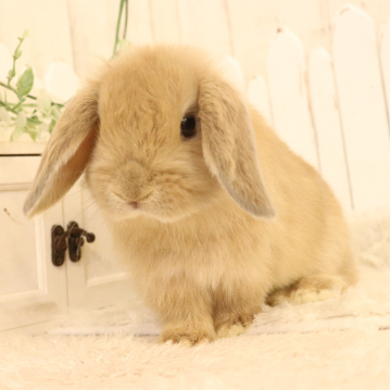 animal_image