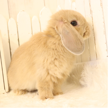 animal_image