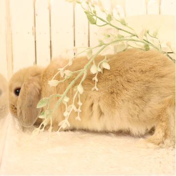 animal_image