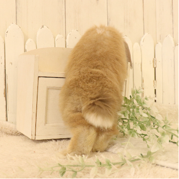 animal_image