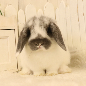 animal_image