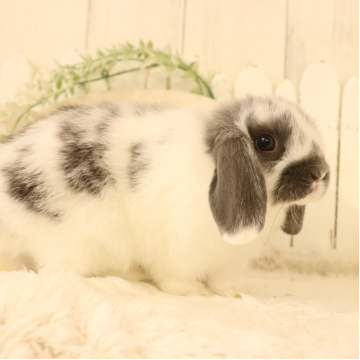 animal_image