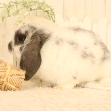 animal_image