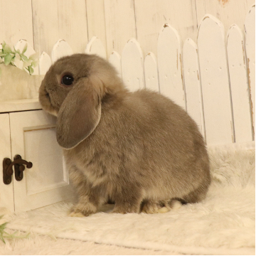 animal_image