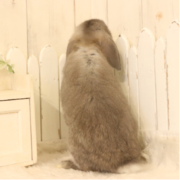 animal_image