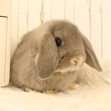 animal_image
