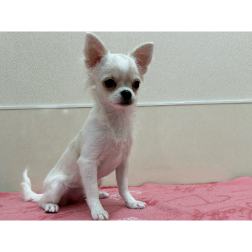 animal_image