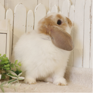 animal_image