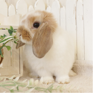animal_image