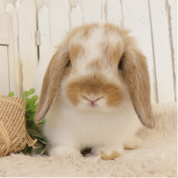 animal_image