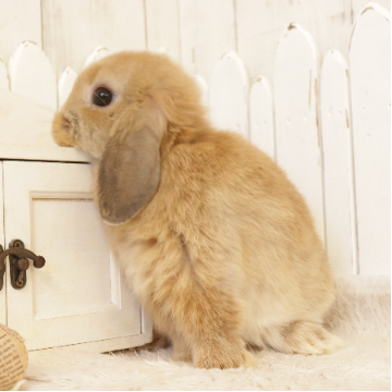 animal_image
