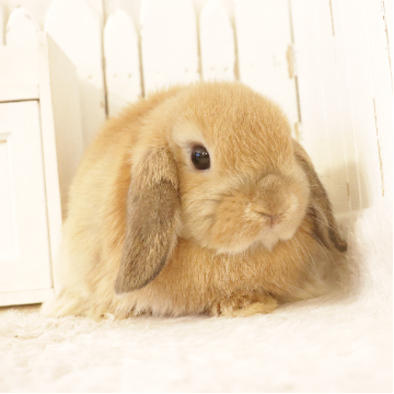 animal_image