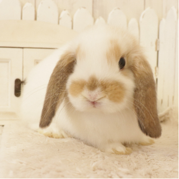 animal_image