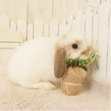animal_image