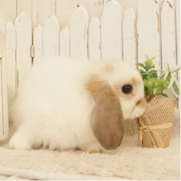 animal_image