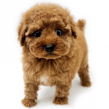 animal_image