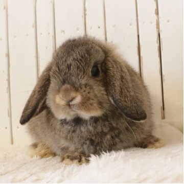 animal_image