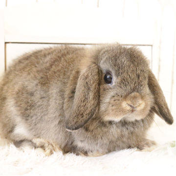 animal_image