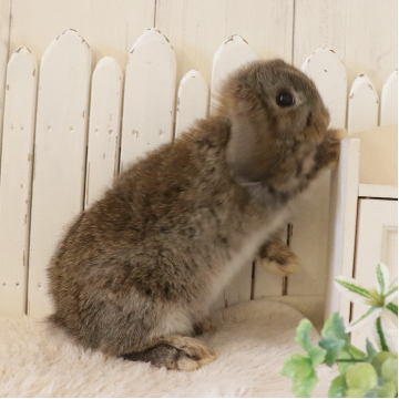 animal_image