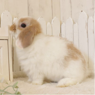 animal_image