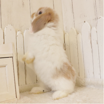 animal_image