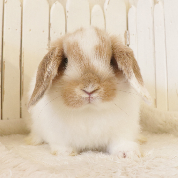 animal_image
