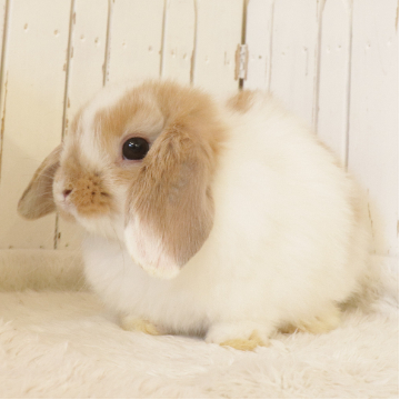 animal_image