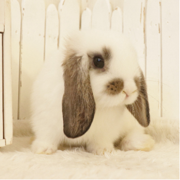 animal_image