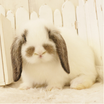 animal_image