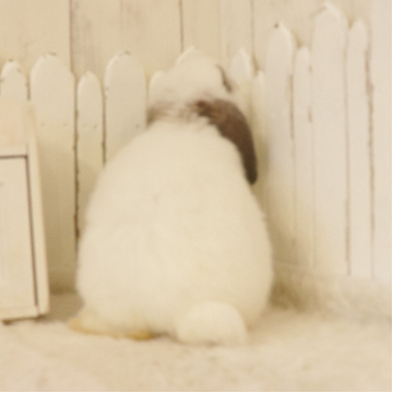 animal_image