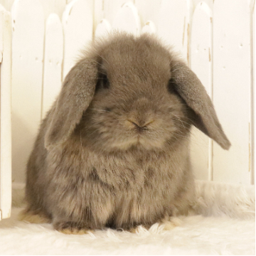 animal_image