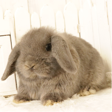 animal_image