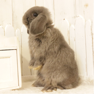 animal_image