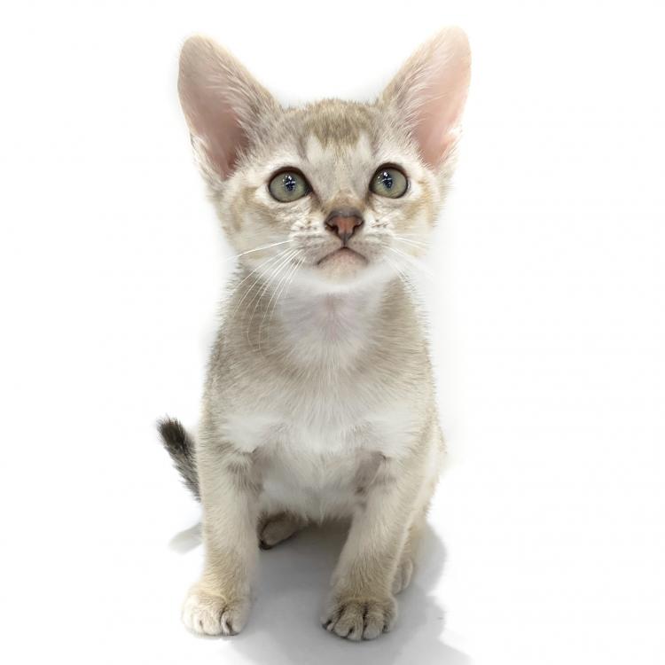 animal_image