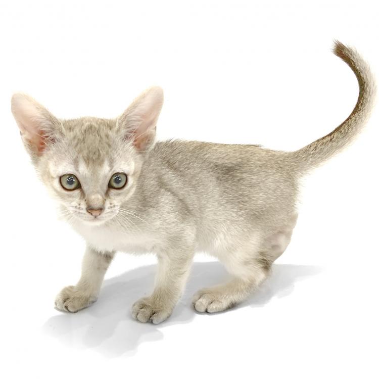 animal_image