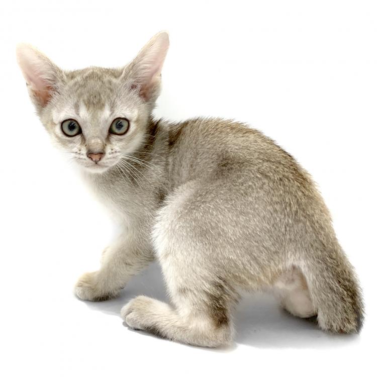 animal_image