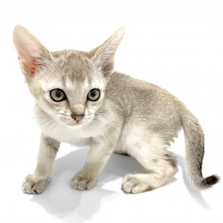 animal_image