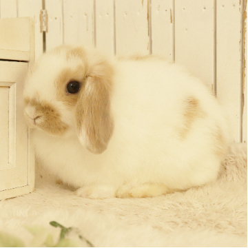 animal_image