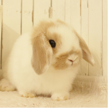 animal_image