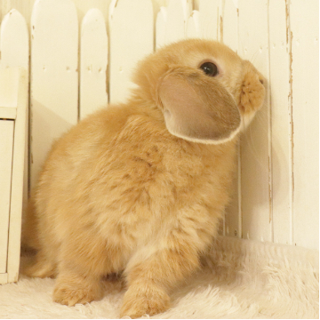 animal_image
