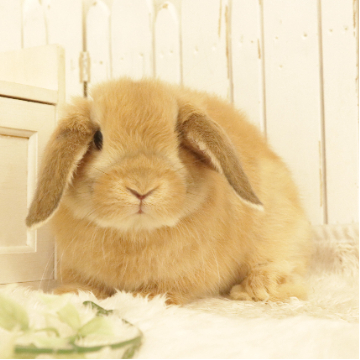 animal_image